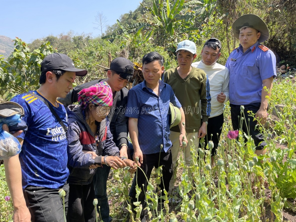 Một vườn cây thuốc phiện sinh trưởng tốt trong rừng bị Công an triệt phá