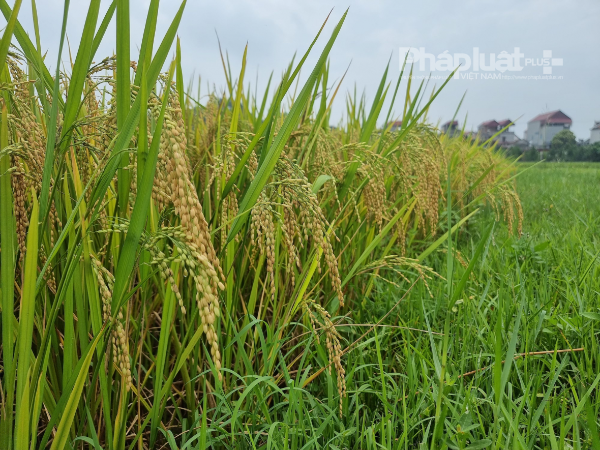 Xuat khau lua gao Việt Nam