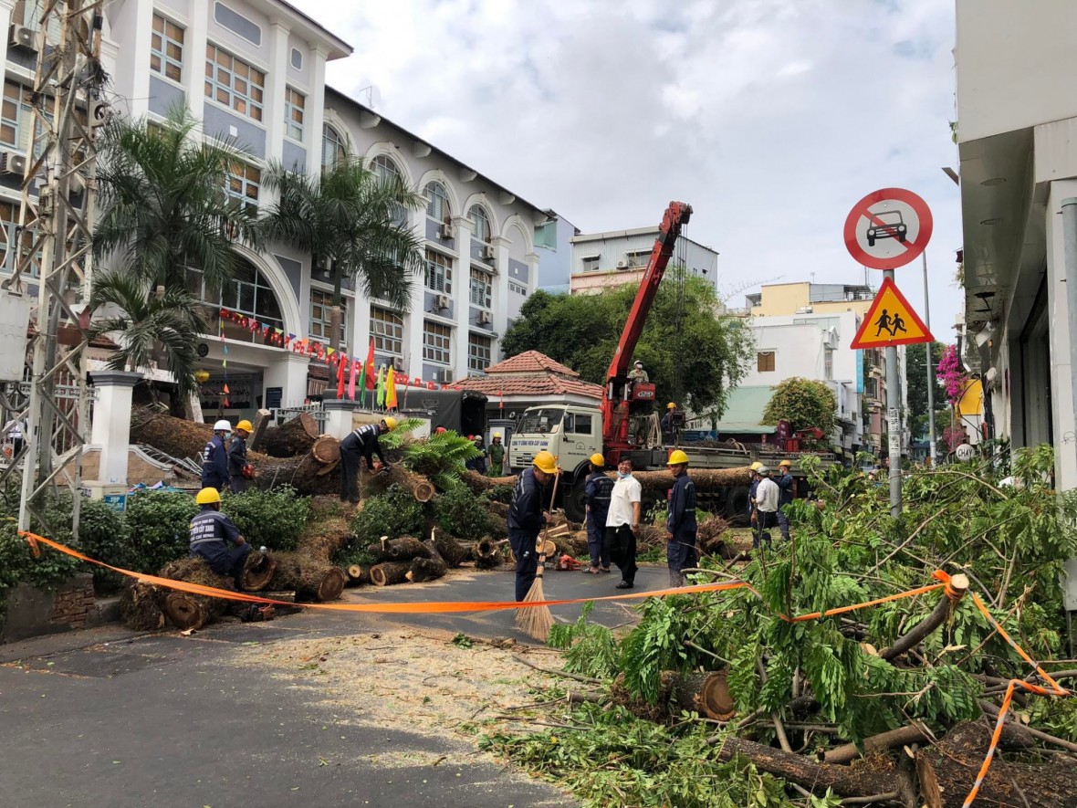 TP HCM: Nguyên nhân nào khiến chậm trễ đấu giá gỗ thu hồi sau giải toả