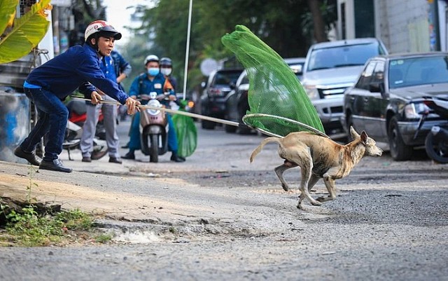 TP.HCM có 59 đội chuyên trách bắt chó thả rông