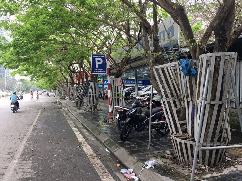 Những khung rào sắt tại Nguyễn Văn Huyên (quận Cầu Giấy) được hàn cố định cao khoảng 2m, nếu không được thường xuyên theo dõi và điều chỉnh sẽ làm cản trở sự phát triển của cây.