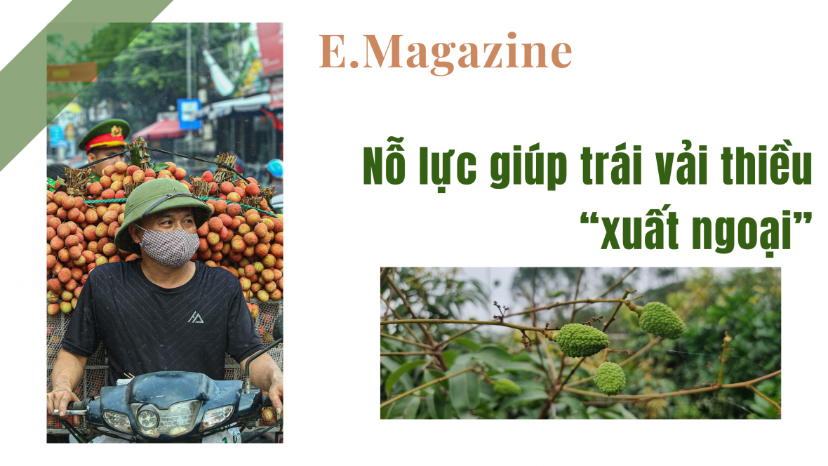 Nỗ lực giúp vải thiều “xuất ngoại”