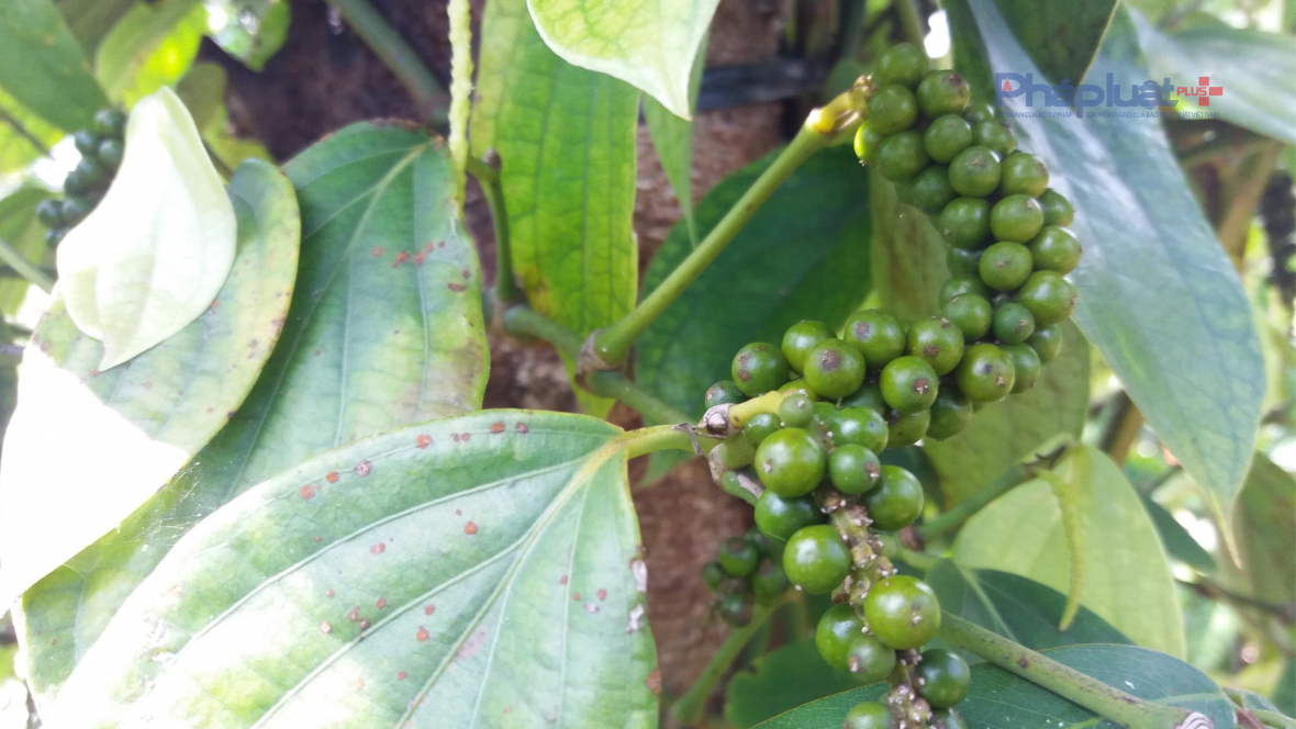 hat tieu 1 hat tieu 1