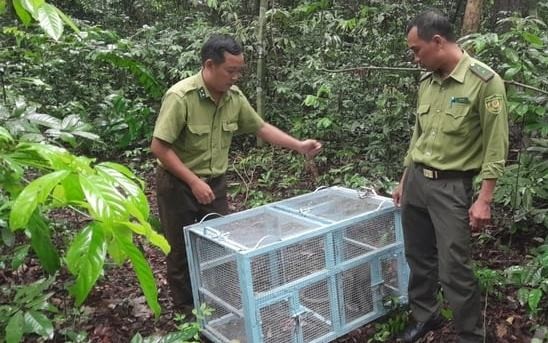 Kiểm lâm Tây Ninh thả động vật nguy cấp, quý hiếm về tự nhiên