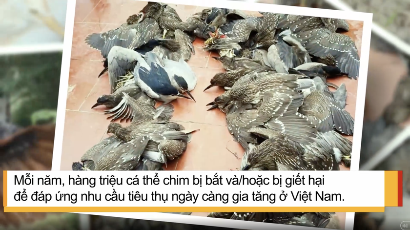 Thúc đẩy điện ảnh xanh góp phần bảo vệ môi trường. (Ảnh: Phim ngắn “Chim trời kêu cứu”)