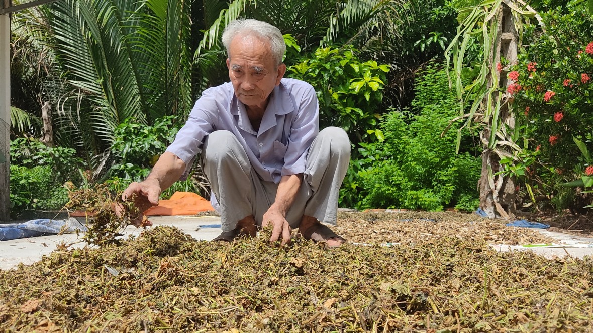 Những hôm rảnh rỗi không có ai đến khám, ông bà Năm lại tất bật với  công việc sơ chế thuốc nam.