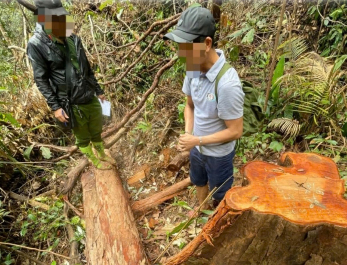 Kon Tum: Đối tượng bị truy nã trong vụ phá rừng quy mô lớn ra đầu thú