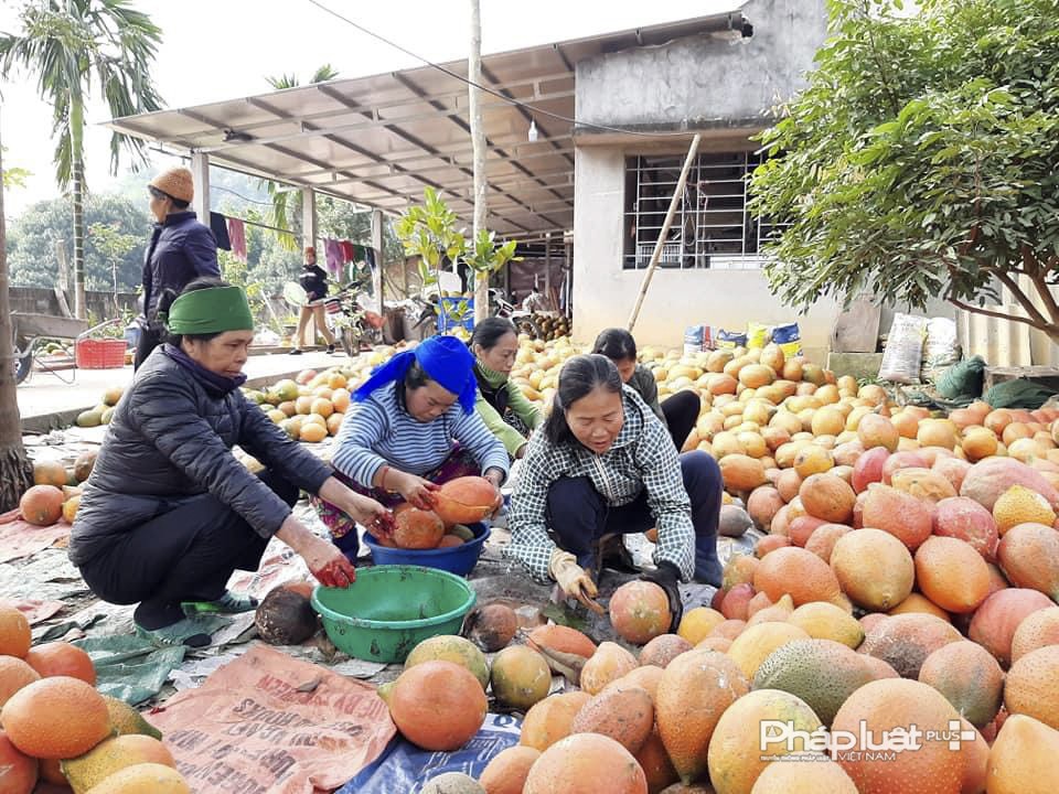 Tuyên Quang: Huyện Chiêm Hóa nâng cao chất lượng hàng hóa nông sản