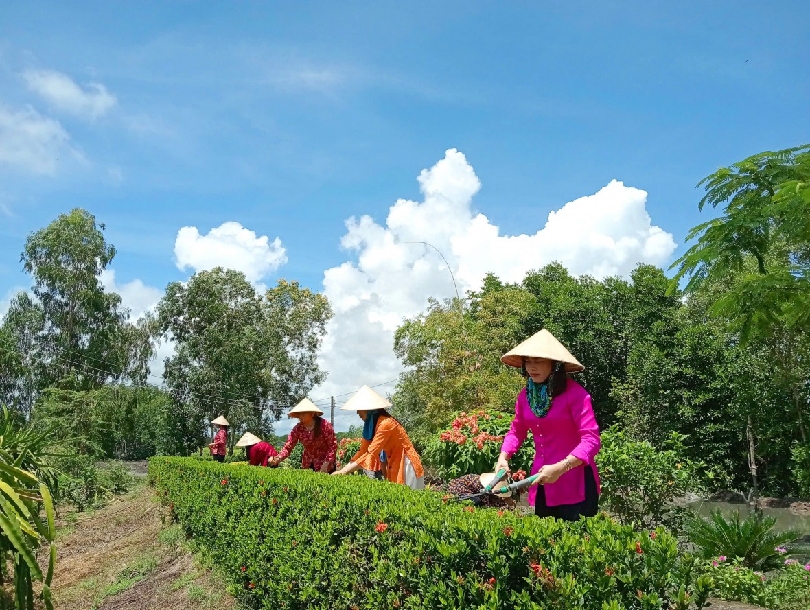 Phụ nữ xã Tam Giang Tây, huyện Ngọc Hiển chăm sóc hàng rào cây xanh tạo cảnh quan môi trường ngày thêm khởi sắc.