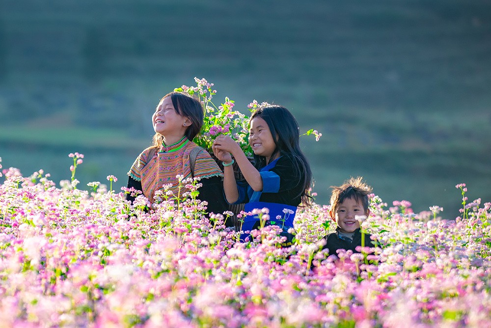 Hà Giang: Chuẩn bị diễn ra Lễ hội hoa tam giác mạch năm 2024