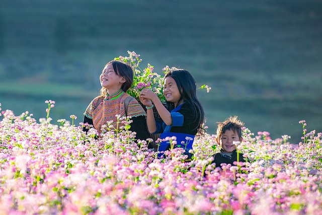 Hà Giang: Chuẩn bị diễn ra Lễ hội hoa tam giác mạch năm 2024