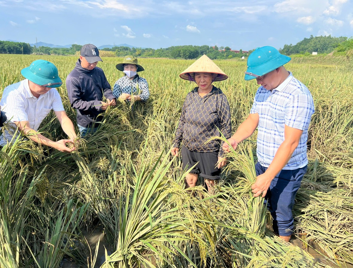 Thủ tướng chỉ đạo đẩy mạnh khôi phục sản xuất nông nghiệp sau bão số 3