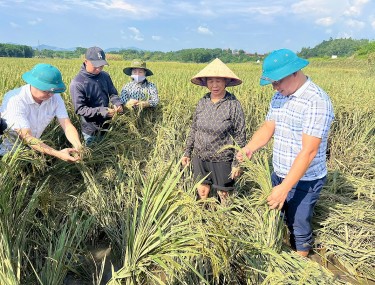 Thủ tướng chỉ đạo đẩy mạnh khôi phục sản xuất nông nghiệp sau bão số 3