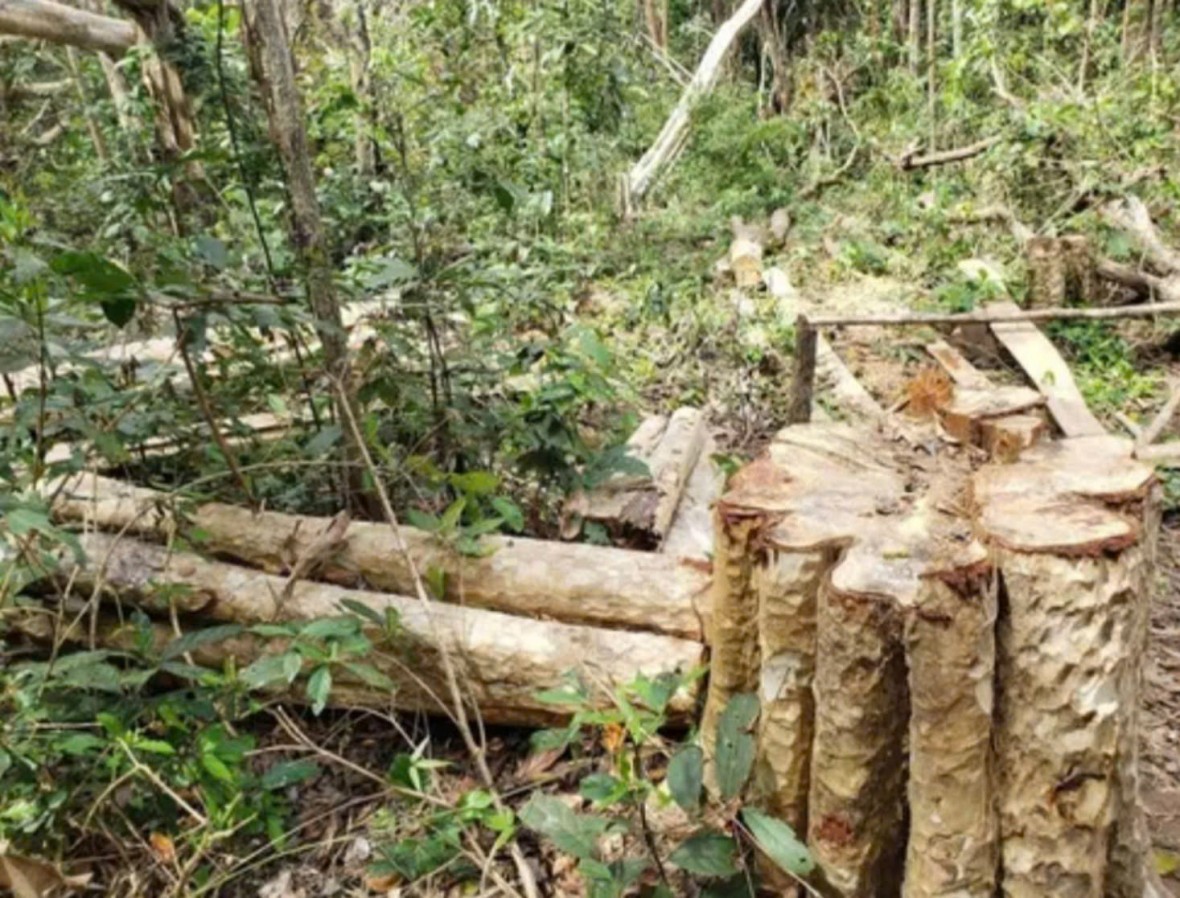 Gia Lai: Chuyển cơ quan điều tra làm rõ vụ phá rừng trái phép tại huyện Kông Chro