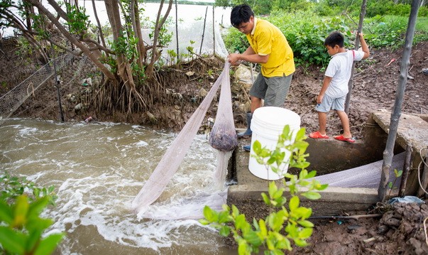 Hiệu quả mô hình nuôi tôm rừng sinh thái ở Cà Mau