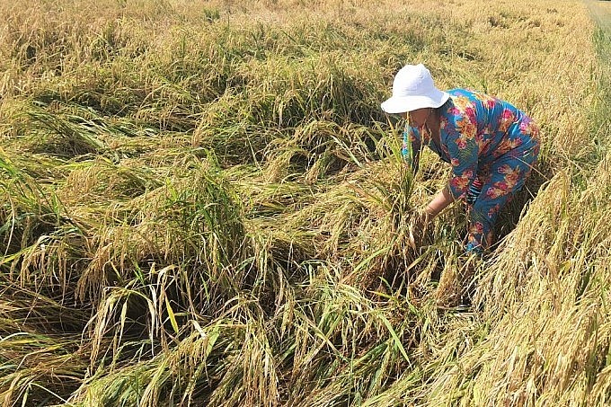 Hà Nội: Thành lập Ban Chỉ đạo Tổng điều tra nông thôn, nông nghiệp năm 2025