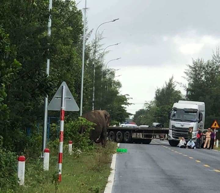 Lực lượng chức năng chốt chặn, điều tiết giao thông nơi voi xuất hiện - Ảnh: Người dân cung cấp.