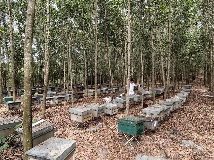 ông Vũ Anh Giang cho biết, hiện thời điểm này đang chuẩn bị vào mùa lấy mật tầm cuối tháng 12, hiện đàn ong ở đây gần 500 thùng, một thùng lấy được tầm 5-6 lít mật.