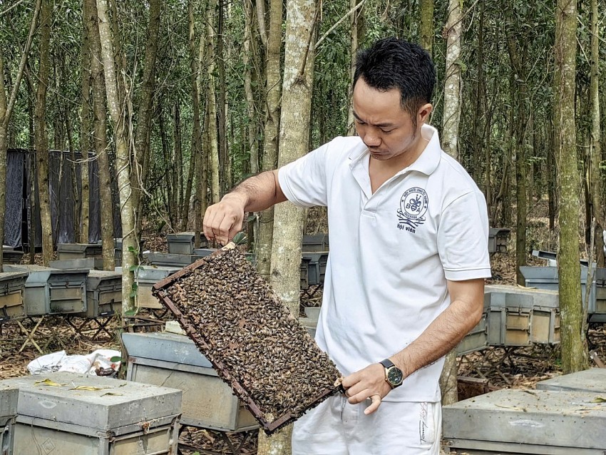 Năm nay thì thời tiết thuận lợi hơn, sản lượng mật cũng cao nhưng giá năm nay lại thấp hơn mọi năm mấy giá. Giá mật ong liên tục giảm mạnh do cạnh tranh từ mật ong nhập khẩu. Hiện nay, giá mật chỉ còn khoảng 100.000 đồng mỗi lít, khiến nhiều người nuôi ong rơi vào tình trạng thua lỗ.