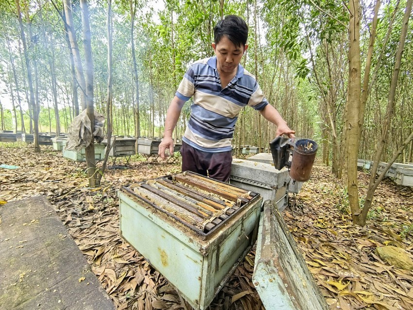 Nghề nuôi ong dưới tán rừng tràm xã Tân An không chỉ là một nghề truyền thống mà còn là biểu tượng của sự gắn bó hài hòa giữa con người và thiên nhiên. Dù đang trải qua những thăng trầm lớn, nhưng với sự quyết tâm và đổi mới, người dân Tân An hoàn toàn có thể khôi phục và phát triển nghề nuôi ong một cách bền vững hơn.