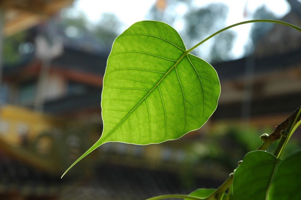 Hình minh họa. Ảnh: Ngày nay