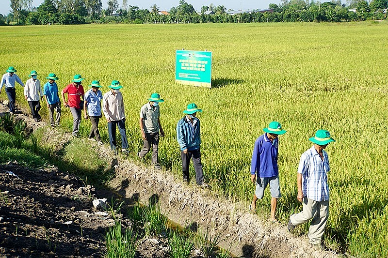 Chương trình sử dụng thuốc bảo vệ thực vật có trách nhiệm: Hướng đến hệ sinh thái nông nghiệp bền vững, an toàn. (Ảnh minh hoạ)