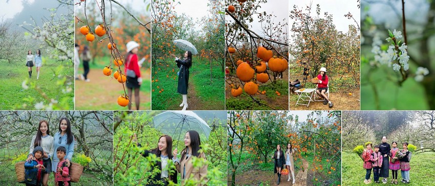 Chìm đắm trong không gian trắng toát của hoa Mận, vàng cam của những vườn Hồng tại Mộc Châu