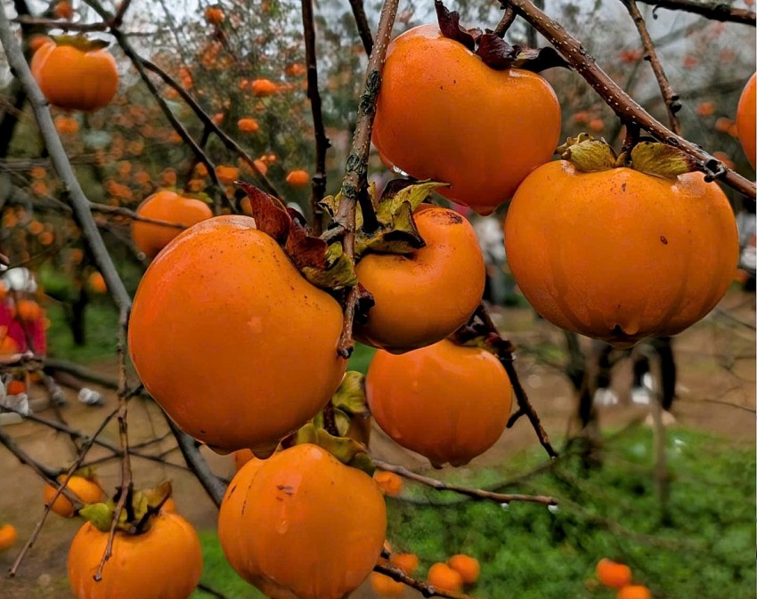 Chìm đắm trong không gian trắng toát của hoa Mận, vàng cam của những vườn Hồng tại Mộc Châu