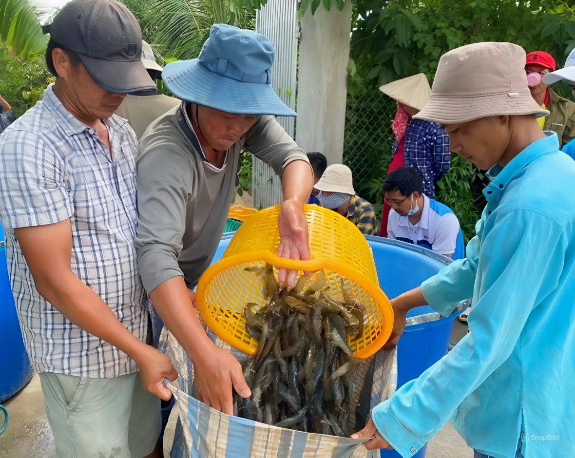 Cà Mau: Chuyển đổi cơ cấu, cải thiện tăng năng suất tôm nuôi