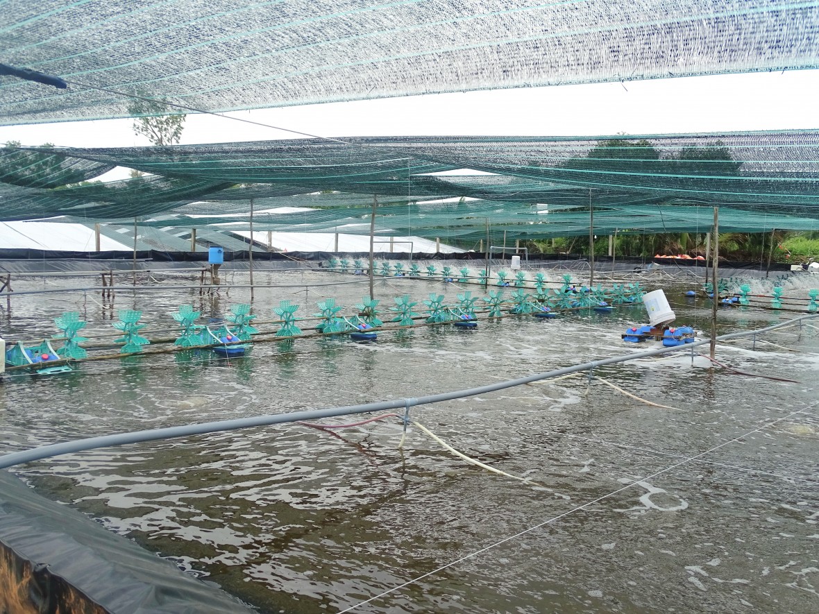 Xứ biển Năm Căn (Cà Mau) nỗ lực bức phá đi lên