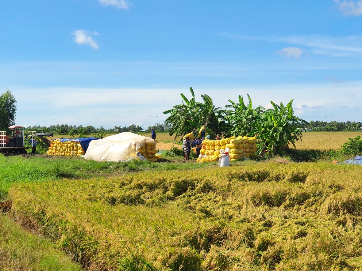 Kinh tế nông nghiệp Bạc Liêu làm chủ lực trong định hướng phát triển