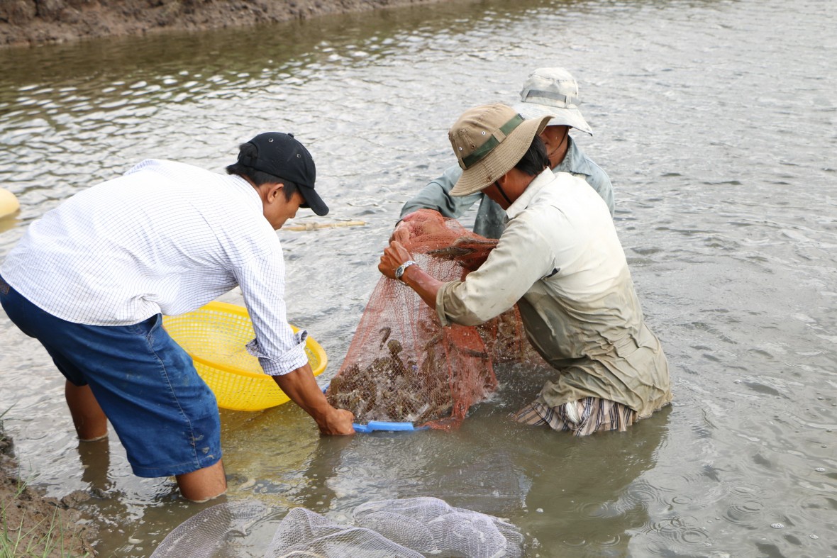 Kinh tế nông nghiệp Bạc Liêu làm chủ lực trong định hướng phát triển