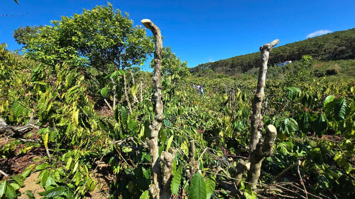 Những cây cà phê bị cưa ngang thân không còn cơ hội phục hồi