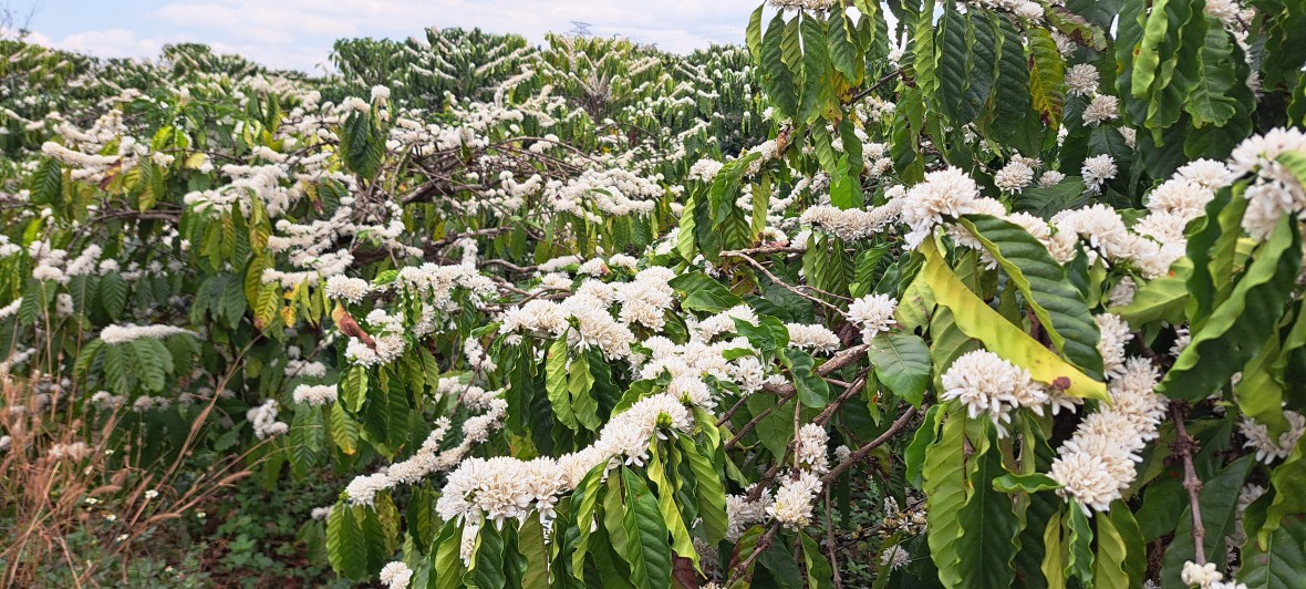 Đắk Lắk: Hàng nghìn ly cà-phê miễn phí tại Lễ hội Cà-phê Buôn Ma Thuột lần thứ 9 năm 2025 Đắk Lắk: Hàng nghìn ly cà-phê miễn phí tại Lễ hội Cà-phê Buôn Ma Thuột lần thứ 9 năm 2025