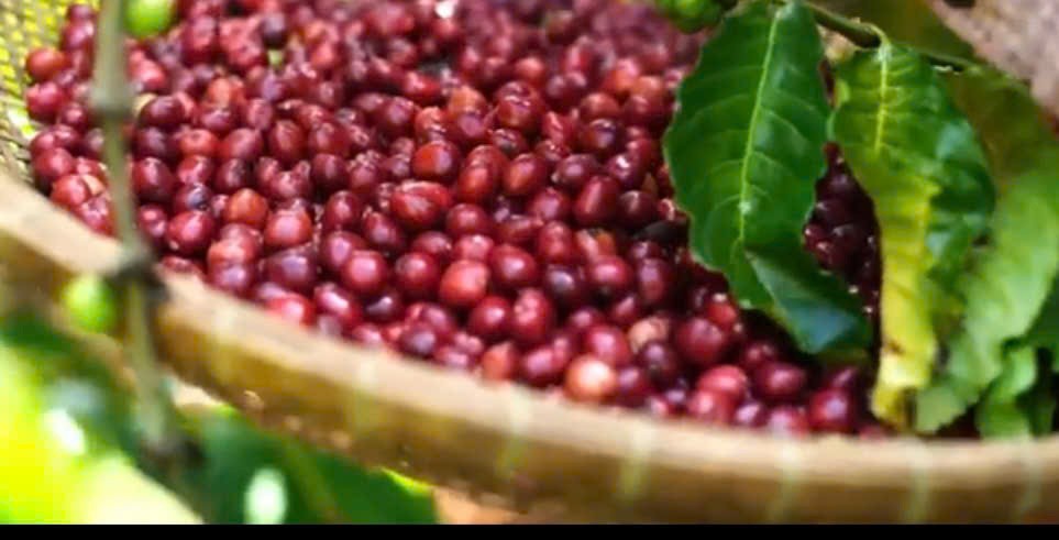 Đắk Lắk: Hàng nghìn ly cà-phê miễn phí tại Lễ hội Cà-phê Buôn Ma Thuột lần thứ 9 năm 2025 Đắk Lắk: Hàng nghìn ly cà-phê miễn phí tại Lễ hội Cà-phê Buôn Ma Thuột lần thứ 9 năm 2025