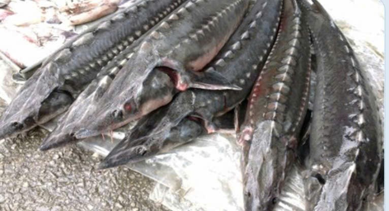 Một cơ sở kinh doanh cá tầm không rõ nguồn gốc bị phạt 70 triệu đồng