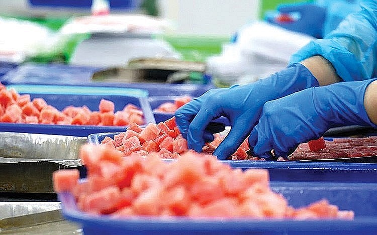 Xuất khẩu cá ngừ của Việt Nam sang các thị trường chính đều giảm