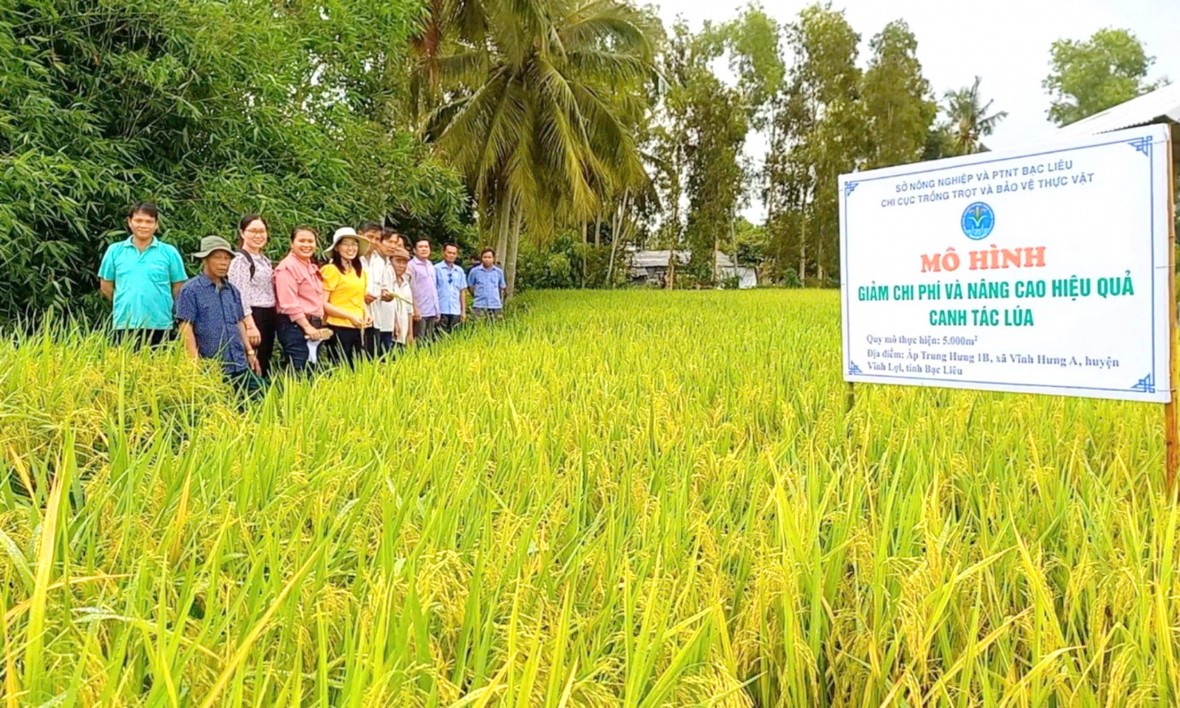 Bạc Liêu: Xây dựng hiệu quả chuỗi giá trị lúa gạo của Đề án 1 triệu héc-ta lúa chất lượng cao