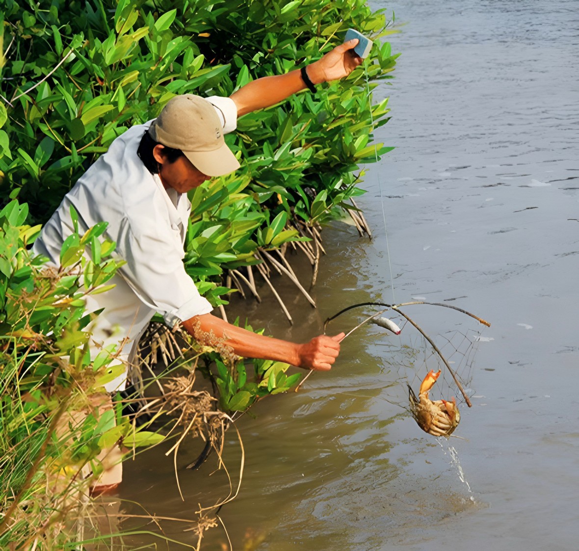 Giữ vững thương hiệu “Cua Năm Căn – Cà Mau”
