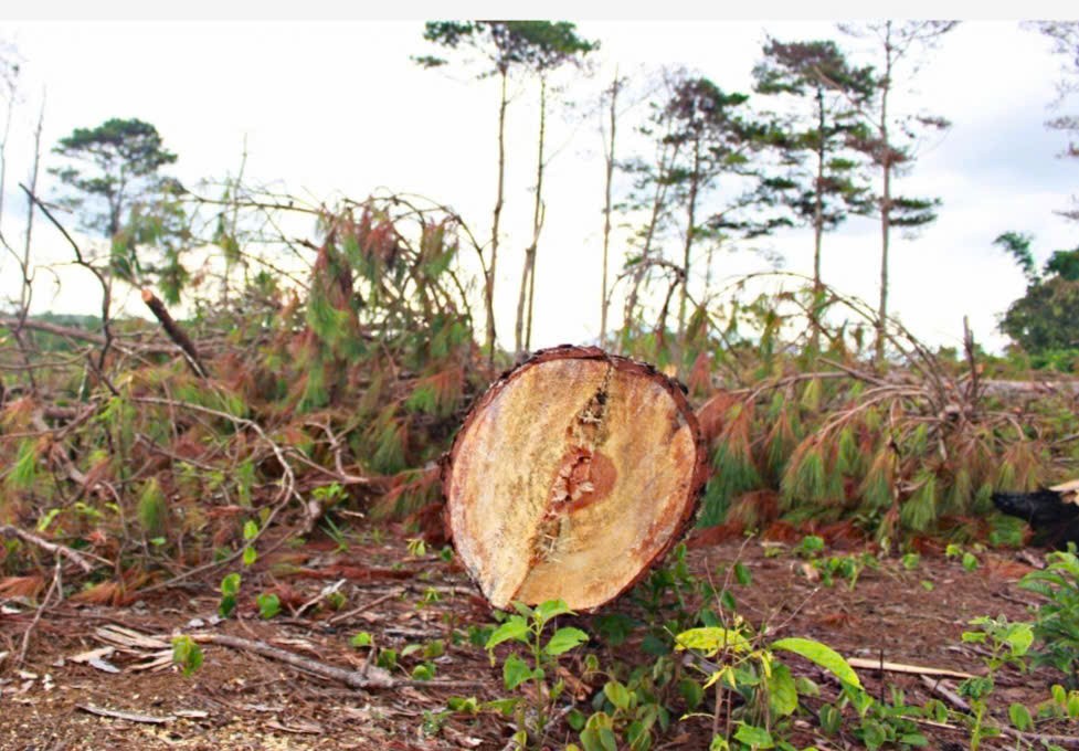 Lâm Đồng: Công an vào cuộc 2 vụ phá rừng tại Lâm Hà và Di Linh