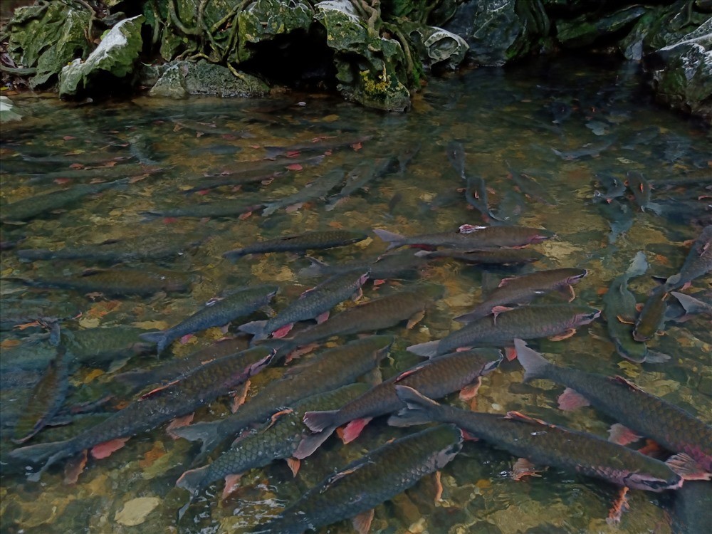 Lượng khách giảm dần khi đến suối “cá thần” Cẩm Lương