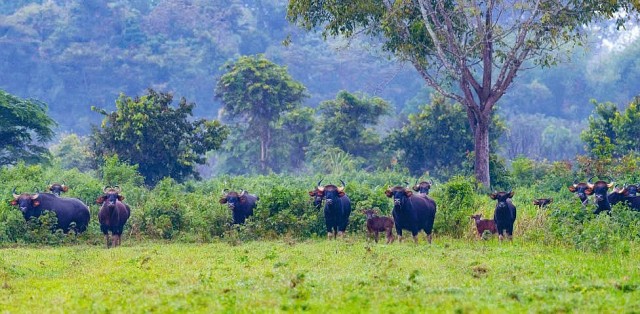 nhan vien vuon quoc gia cat tien bi bo tot huc tu vong
