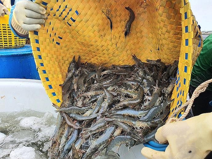 Xuất khẩu thủy sản Việt Nam: Ngành tôm tiếp tục là mặt hàng chủ lực