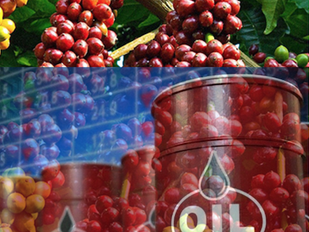 Giá dầu tăng liên tiếp, thị trường cà phê chìm trong sắc đỏ