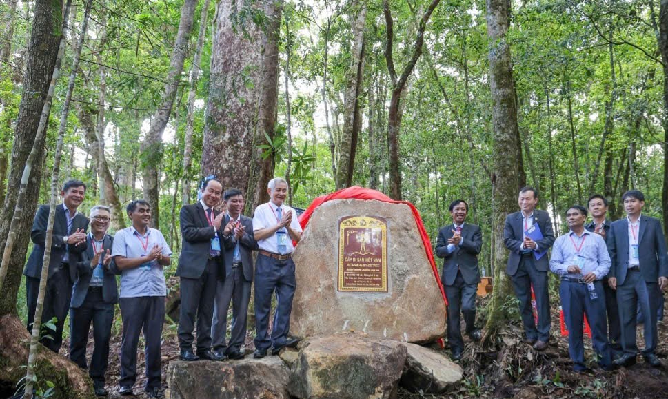 Thông hai lá dẹt Vườn Quốc gia Bidoup - Núi Bà được công nhận là Cây Di sản Việt Nam