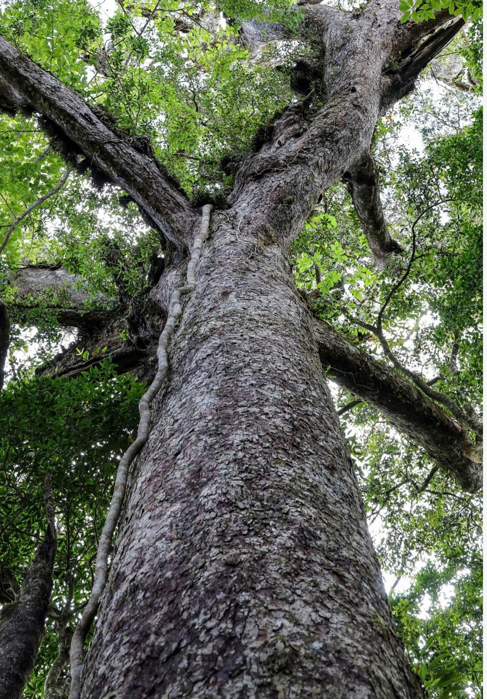 Thông hai lá dẹt Vườn Quốc gia Bidoup - Núi Bà được công nhận là Cây Di sản Việt Nam