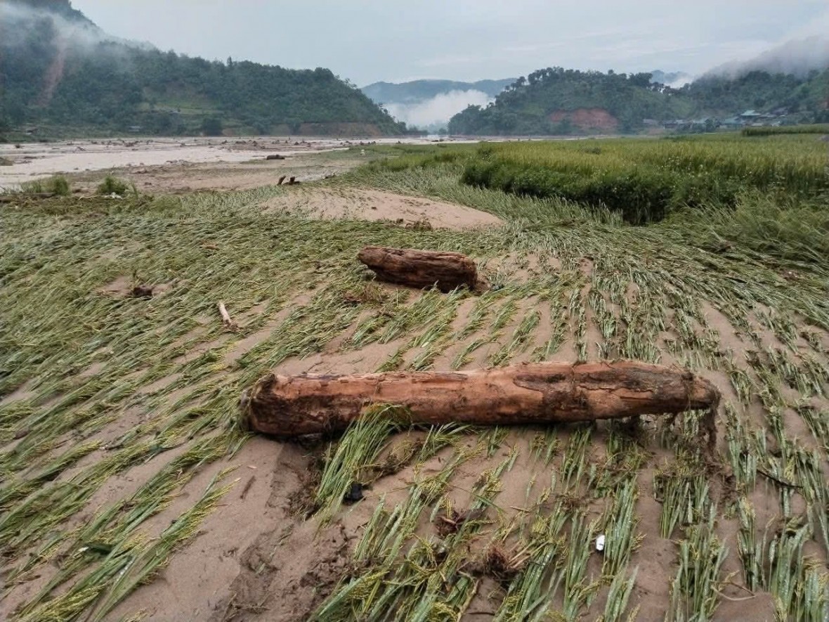 Nhiều diện tích hoa màu bị thiệt hại nặng nề.