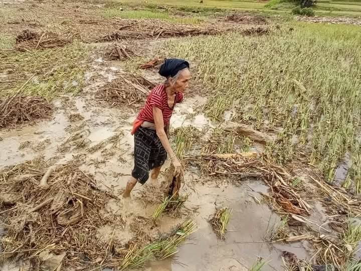 Nhiều diện tích lúa bị hư hỏng nặng nề - Ảnh HH.