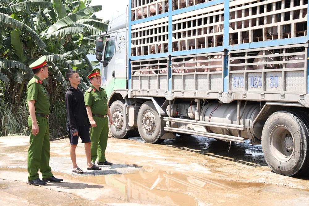 18 tấn lợn nhiễm dịch bị phát hiện trên đường đi tiêu thụ - Ảnh Công an Hà Tĩnh.