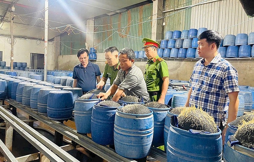 Khởi tố 3 bị can ở Lào Cai sản xuất giá đỗ bằng hóa chất